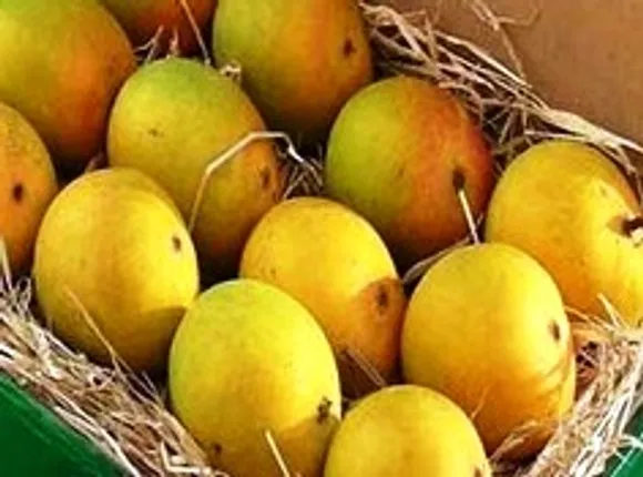 Hot water treatment for Indian mangoes for EU market