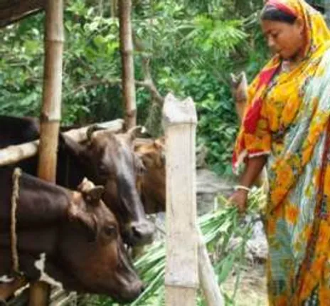 'Organic dairy farming will yield better milk, enrich farmers'