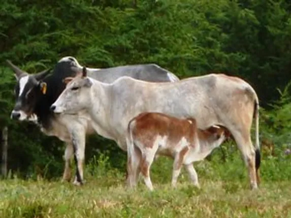 Cow slaughter now a non-bailable offence in Gujarat