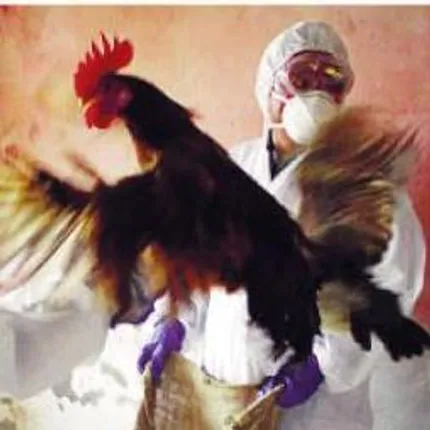 Poultry labs in Odisha ban outsiders' entry to prevent bird flu outbreak 