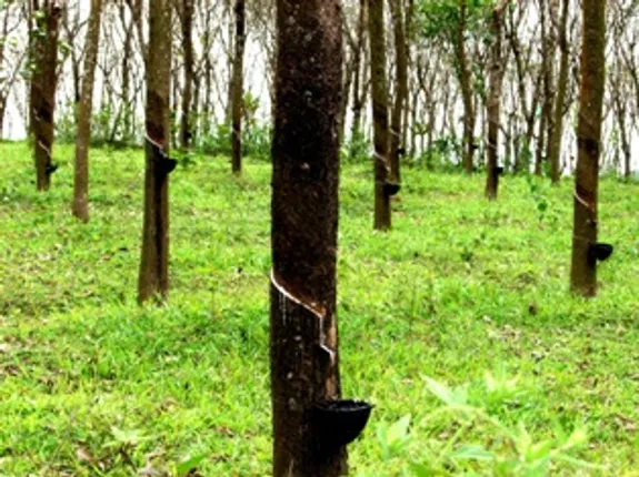 Adding graphene in rubber increases its strength, elasticity: Study