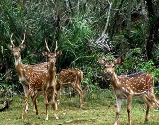 'Illicit trade threat to wildlife in Hindu Kush'