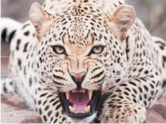 Leopards have lost 75 percent of habitat range: Study