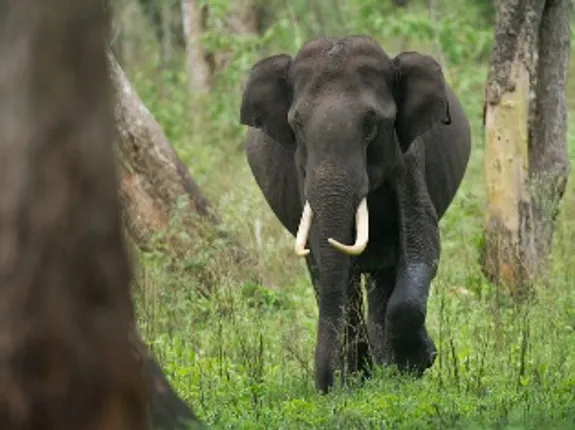 Tusker tramples woman to death in Odisha