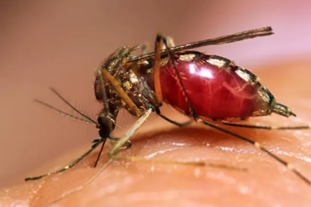 Odisha dengue toll mounts to four