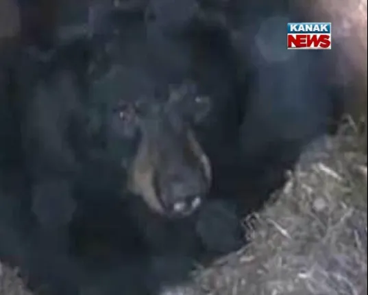 Three killed in bear attack in Odisha