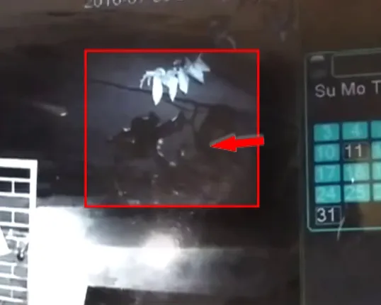 Brutal murder in Odisha capital caught on CCTV camera