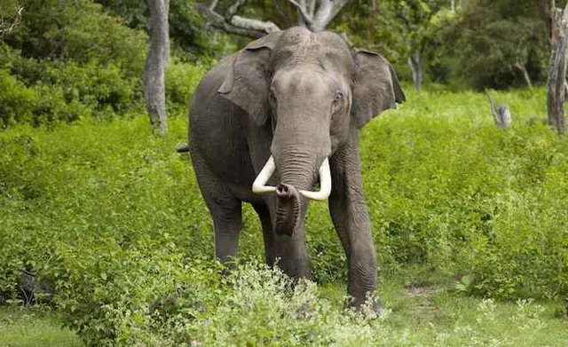 One killed in tusker attack in Odisha’s Angul