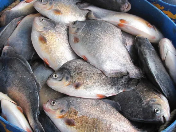 Odisha eyes job creation through fishery
