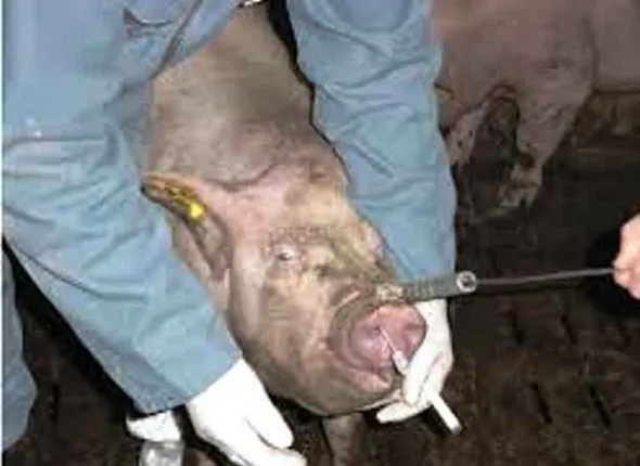 JE scare in Jeypore: Odisha officials collect swine blood samples for test