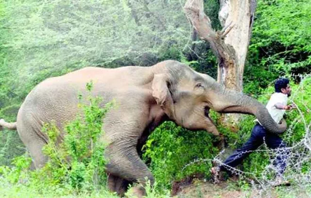 One killed in jumbo attack in Odisha's Jharsuguda