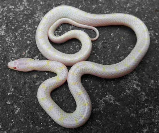 Albino Common Wolf Snake rescued in Odisha capital