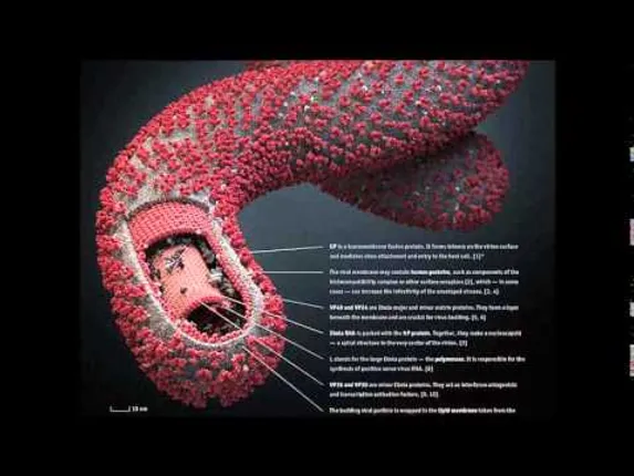 Horse antibodies could effectively treat Ebola infection
