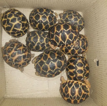 Two held for selling rare tortoise in Odisha capital