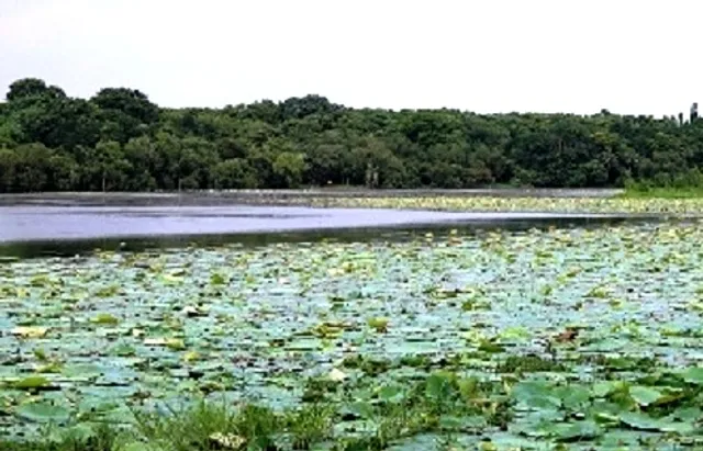Odisha govt to restore Kanjia Lake on capital city outskirts