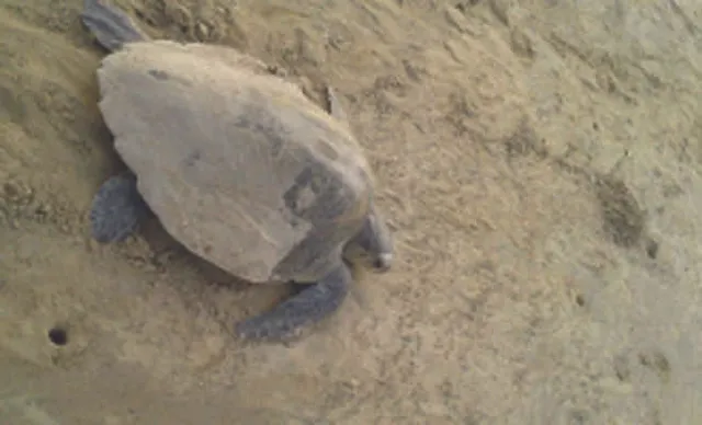 Odisha's Dagara - A new Destination of Olive Ridley for mass nesting