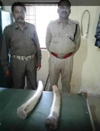 Five ivory smugglers arrested in Odisha