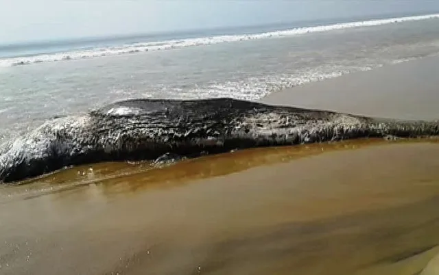 Carcass of 30-feet-long whale recovered in Odisha's Puri