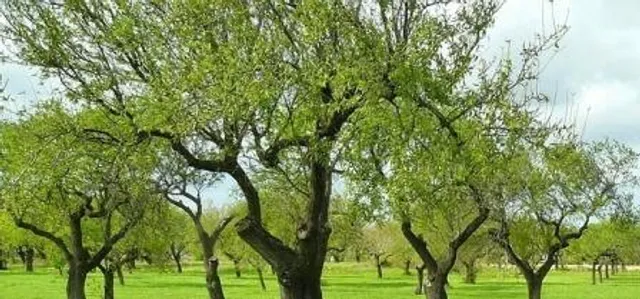 Trees emit methane: Study