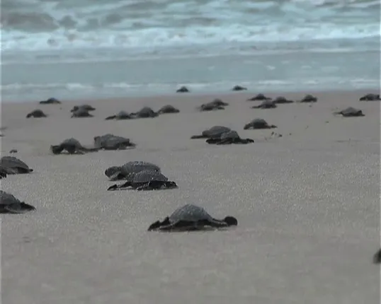 World Tourism Day: Explore Odisha's best kept secrets