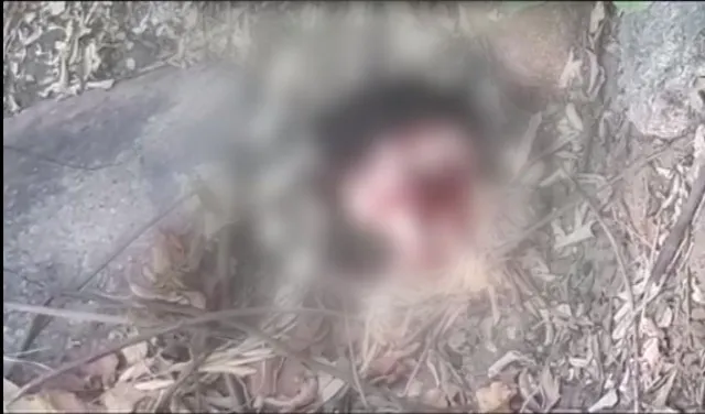 Tiger scare re-haunts locals in Haladi village; leopard spotted at temple. Watch video