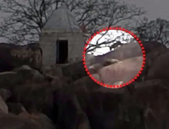 Tiger scare re-haunts locals in Haladi village; leopard spotted at temple. Watch video