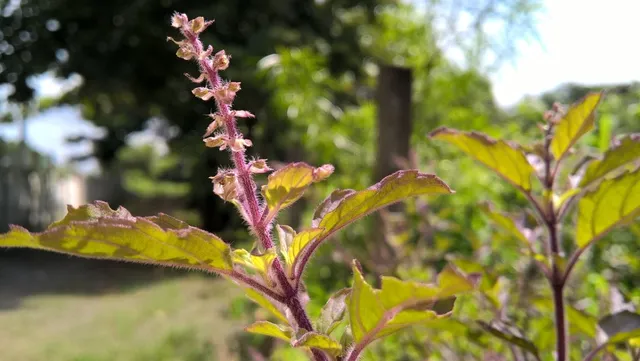 Adding herbs to your tea is the best thing you could do this monsoon