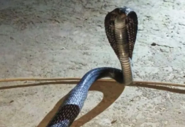 Two Siblings Die of Snakebite in Odisha's Balangir