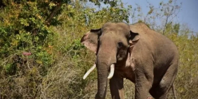Elephant tramples woman, 8-year-old son to death in Odisha's Sundargarh