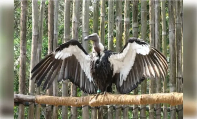 World's first Asian King vulture conservation centre in UP