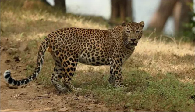 4 critically injured after leopard attacks in Odisha’s Balasore