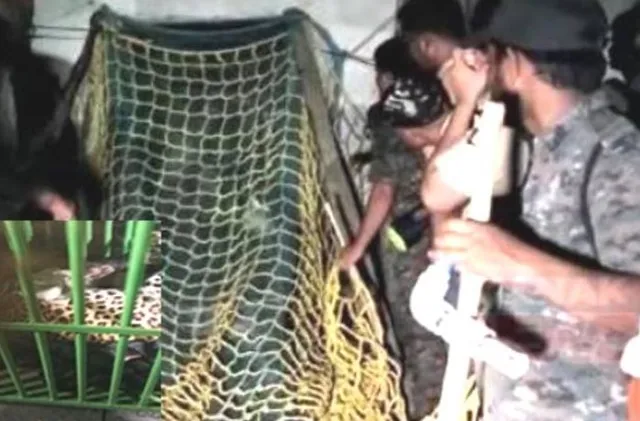 Leopard creating havoc captured in Odisha's Balasore