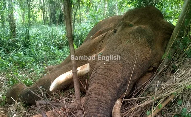 Tusker found dead in Odisha’s Keonjhar; locals allege death due to electrocution