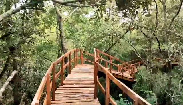 Skywalk Bridge to provide tourists new experience in Odisha’s Bhitarkanika; reopening on August 1