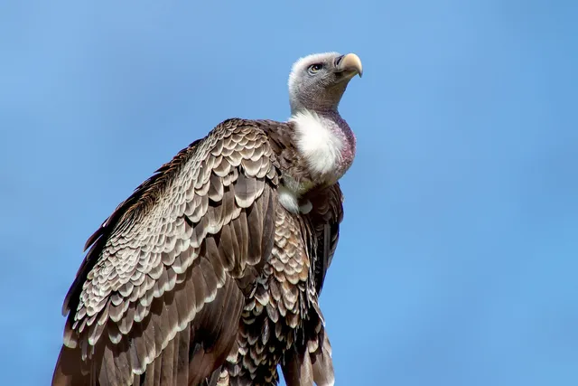 Decline of Indian vultures contributed to thousands of human deaths: study