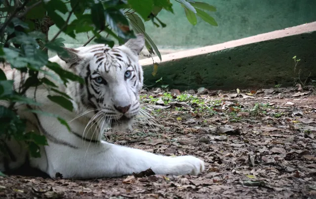 Mousumi’s pregnancy sparks new hope in Odisha’s Nandankanan zoo