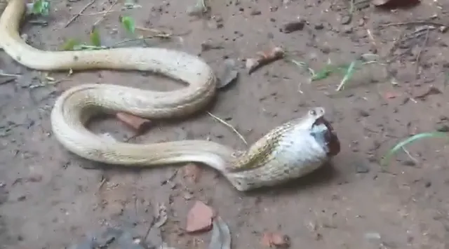 Odisha: Volunteer’s presence of mind saves cobra that swallowed cough syrup bottle in Bhubaneswar