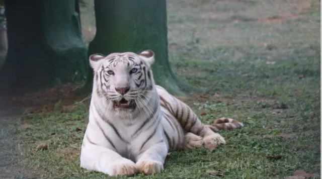 Cub born to white tigress at Odisha's Nandankanan Zoo succumbs to enteric infection