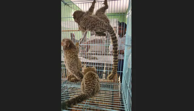 Odisha: Common marmosets to wow visitors at Nandankanan soon