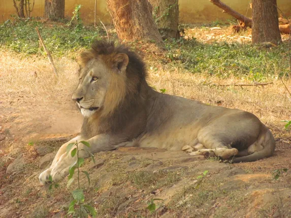 Lion 'Krish' Passes Away at Nandankanan Zoological Park in Odisha