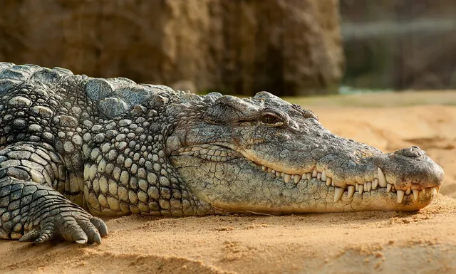 1,850 saltwater crocodiles in Bhitarkanika: Odisha Minister in Assembly