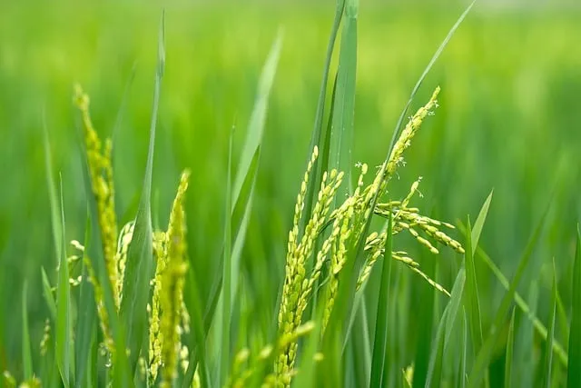 Nuakhai-2024: 'Lagna' for 'Nabanna' finalised for Balangir