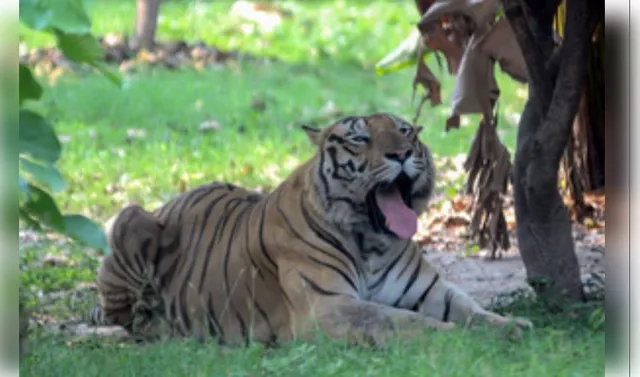 Odisha to get 5 Royal Bengal Tigers from Madhya Pradesh, Maharashtra