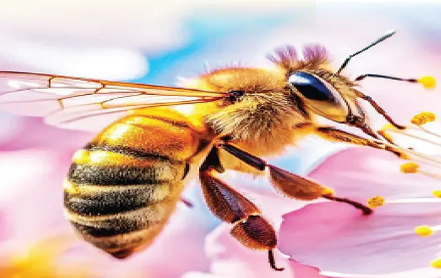 bee