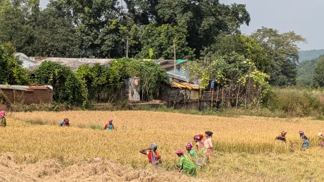 Paddy harvesting