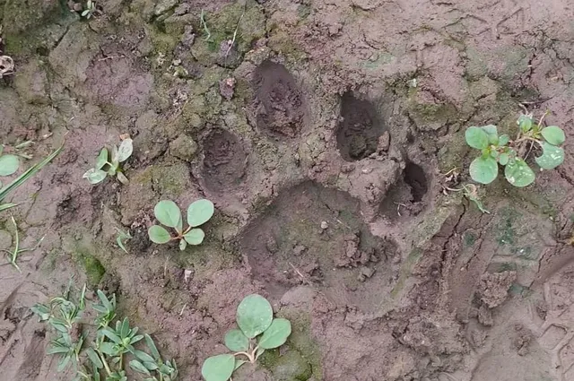Tiger footprint
