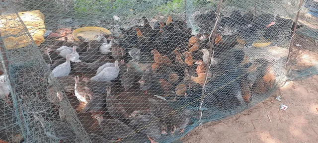 Mkg Andhra cock at mkg