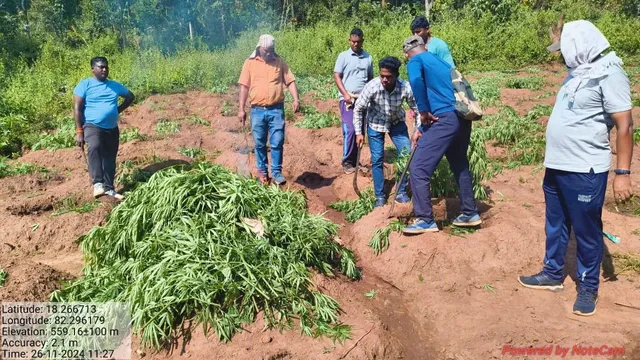 Mkg Ganja plant destroyed