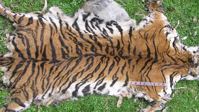 tiger skin