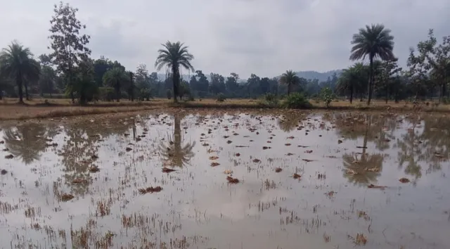 Mkg rain damaged paddy (2)